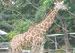 Durable Stainless Steel Zoo Mesh , animals cage Wire ropeMesh For Giraffe fencing